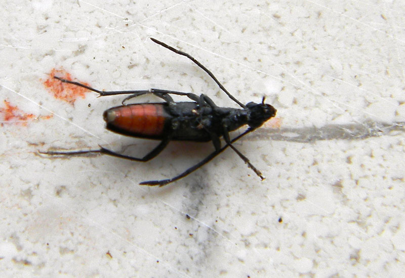 cerambicide 2 - Stenurella nigra